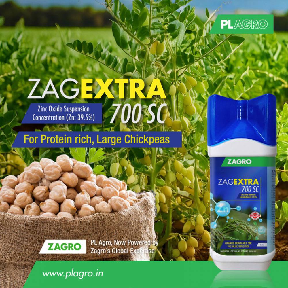 Want protein-rich, larger chickpeas? Zinc is the key!